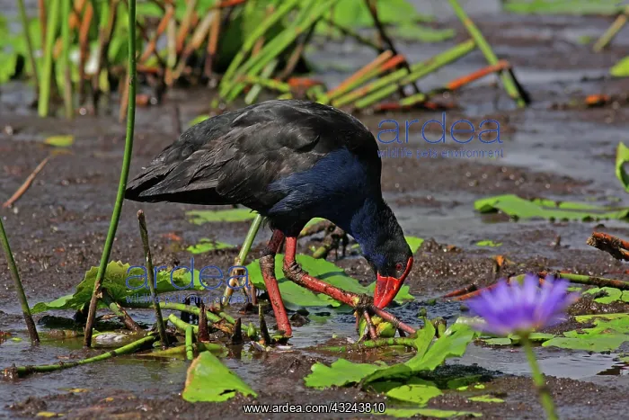 : Australian Swamphen : Australian Swamphen