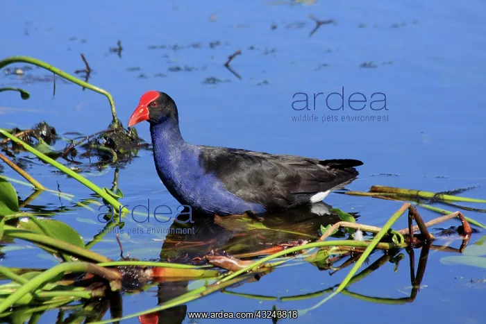 : Australian Swamphen : Australian Swamphen