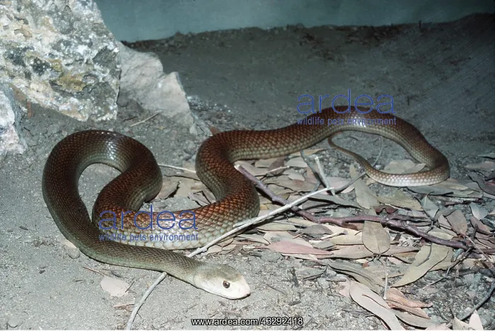 : AUSTRALIAN TAIPAN SNAKE : AUSTRALIAN TAIPAN SNAKE