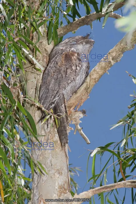 : Australian Tawny Frogmouth - sleeping at daytime : Australian Tawny Frogmouth - sleeping at daytime
