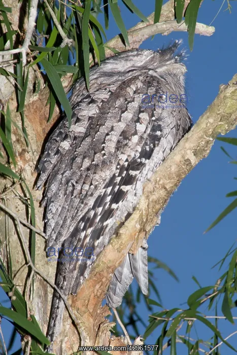 : Australian Tawny Frogmouth / Tawny-shouldered Frogmouth : Australian Tawny Frogmouth / Tawny-shouldered Frogmouth