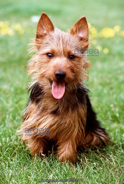 : Australian Terrier DOG : Australian Terrier DOG