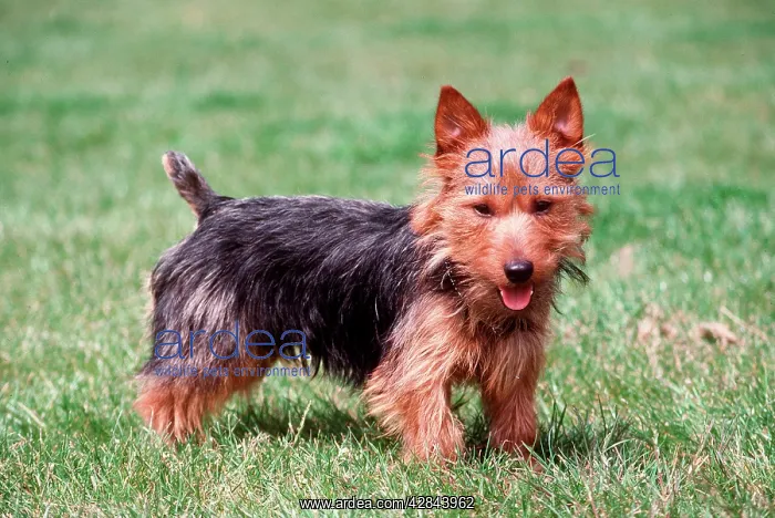 : Australian Terrier DOG - side view : Australian Terrier DOG - side view