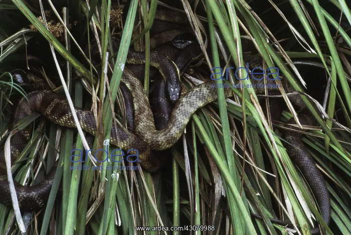 : Australian Tiger Snakes : Australian Tiger Snakes