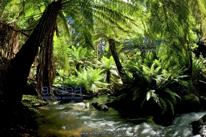 : Australian Tree Ferns - dense tree ferns and stream : Australian Tree Ferns - dense tree ferns and stream