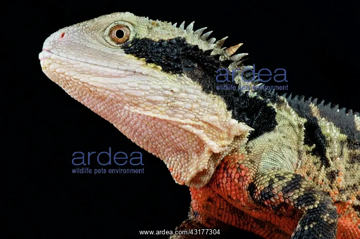 : Australian water dragon (Intellagama lesueurii) : Australian water dragon (Intellagama lesueurii)