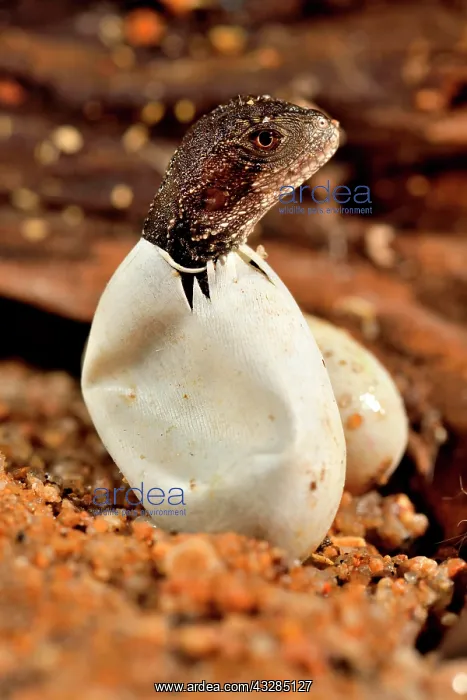 : Australian water dragon (Intellagama lesueurii) : Australian water dragon (Intellagama lesueurii)