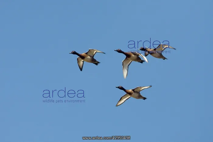 : Australian White-eye Duck / Hardheads - Four male : Australian White-eye Duck / Hardheads - Four male