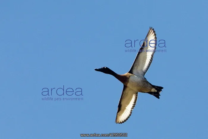 : Australian White-eye Duck / Hardheads - Male in flight : Australian White-eye Duck / Hardheads - Male in flight