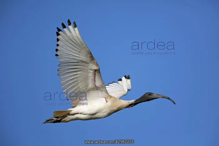 : Australian White Ibis : Australian White Ibis