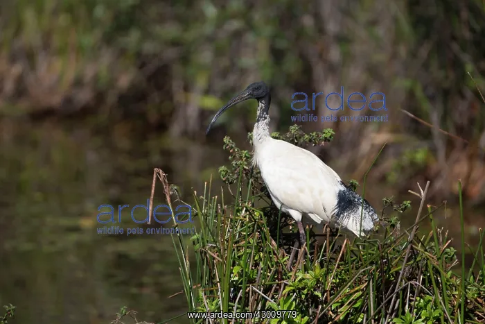  : Australian White Ibis
