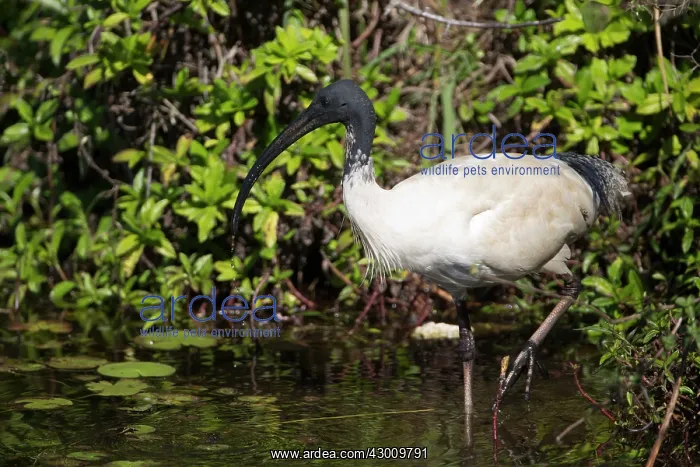 : Australian White Ibis : Australian White Ibis