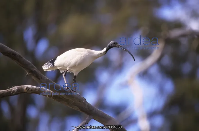 : Australian White Ibis : Australian White Ibis