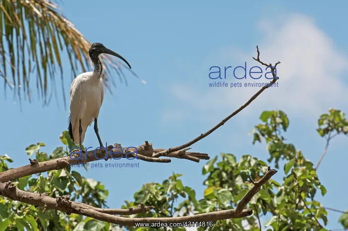 : Australian White Ibis : Australian White Ibis