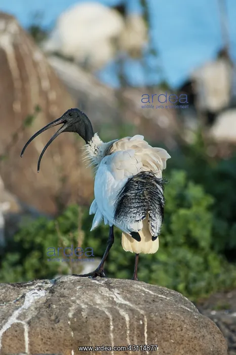: Australian White Ibis : Australian White Ibis