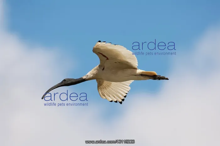 : Australian White Ibis : Australian White Ibis