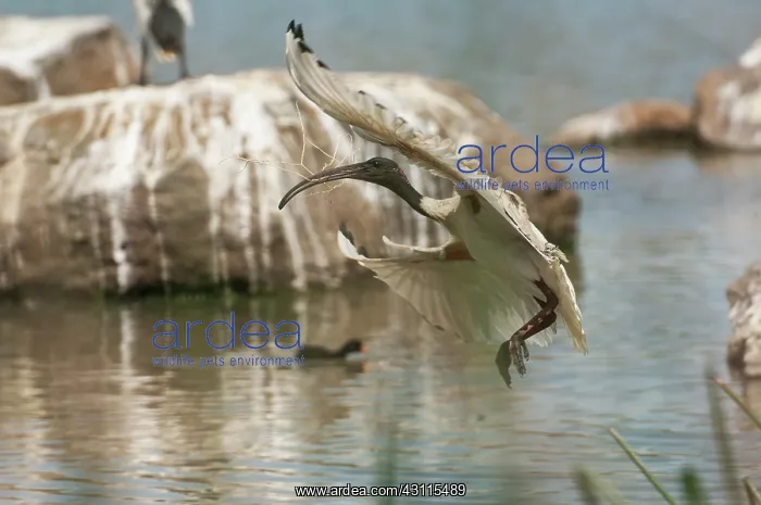 : Australian White Ibis : Australian White Ibis