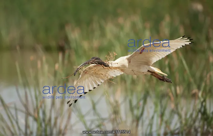 : Australian White Ibis : Australian White Ibis