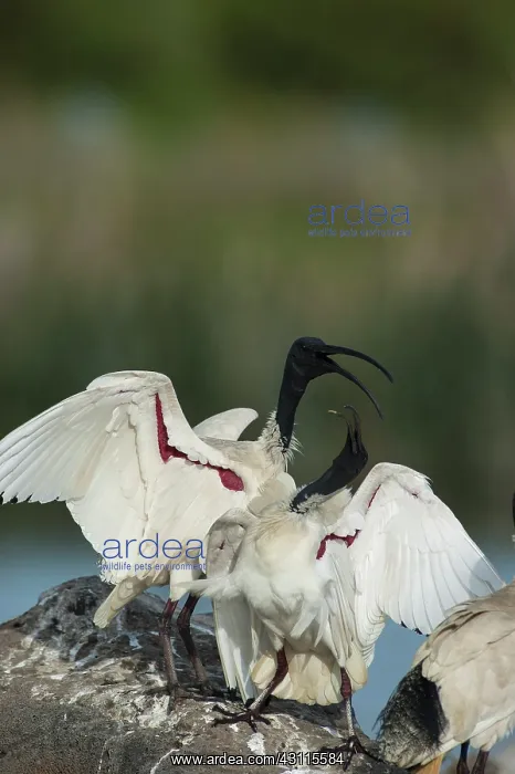 : Australian White Ibis : Australian White Ibis