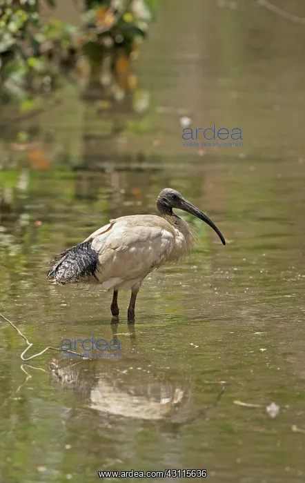: Australian White Ibis : Australian White Ibis