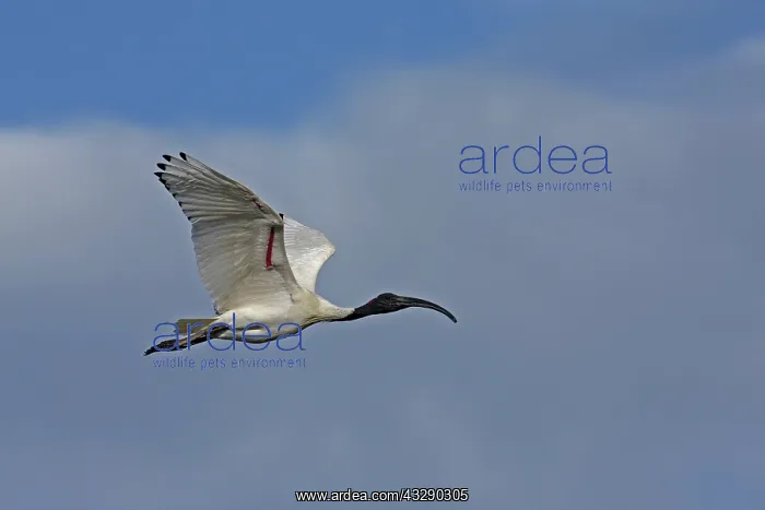: Australian White Ibis : Australian White Ibis
