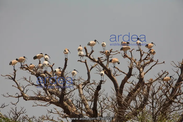 : Australian White Ibis flock : Australian White Ibis flock