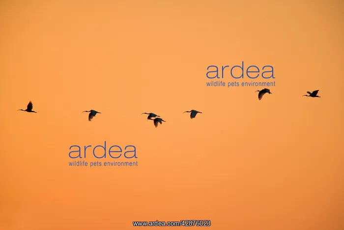 : Australian White Ibis - flock of Australien White : Australian White Ibis - flock of Australien White