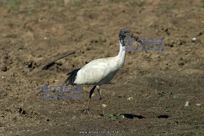 : Australian White Ibis - With muddy beak : Australian White Ibis - With muddy beak