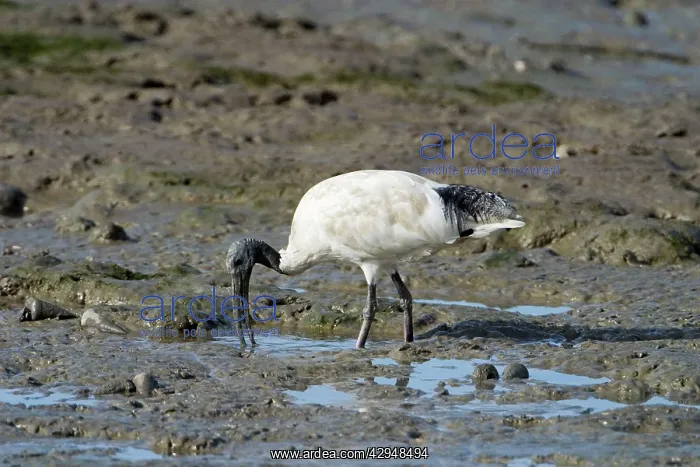 : Australian White Ibis - probing in marine mud : Australian White Ibis - probing in marine mud