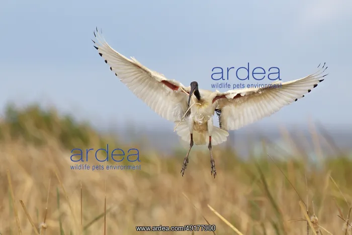 : Australian White Ibis (Threskiornis molucca) flying : Australian White Ibis (Threskiornis molucca) flying
