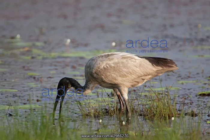 : Australian White Ibis - typically with stained : Australian White Ibis - typically with stained
