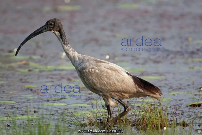 : Australian White Ibis - typically with stained : Australian White Ibis - typically with stained
