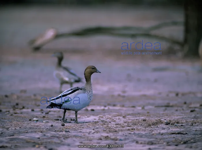 : Australian Wood Duck : Australian Wood Duck