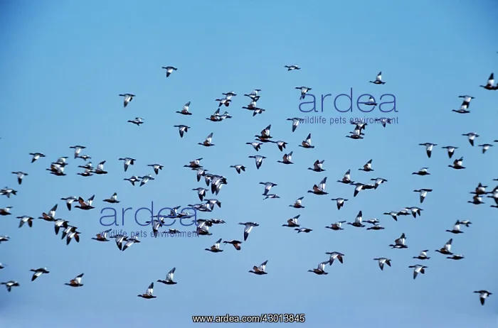 : Australian Wood Duck : Australian Wood Duck