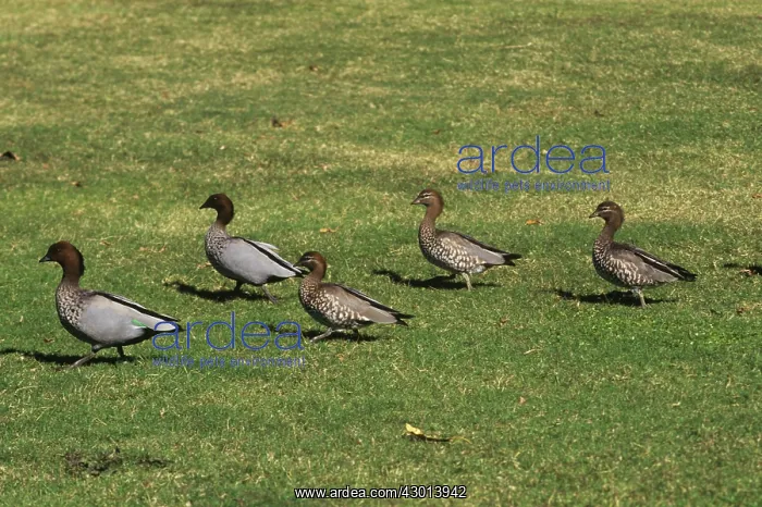 : Australian Wood Duck : Australian Wood Duck