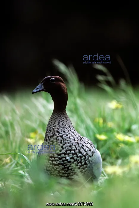 : Australian Wood Duck