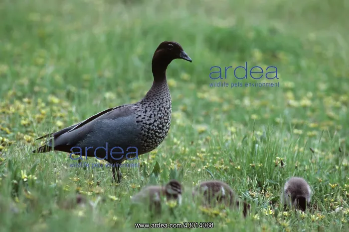 : Australian Wood Duck : Australian Wood Duck