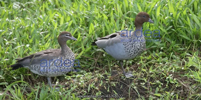 : Australian Wood Duck - On the bank of a rainwater : Australian Wood Duck - On the bank of a rainwater