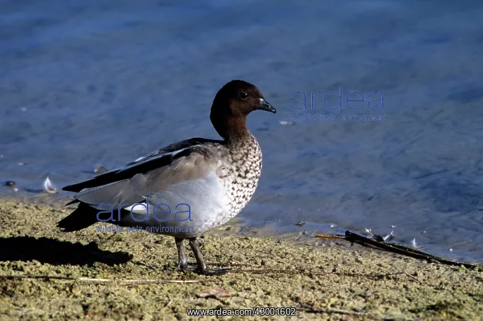 : Australian Wood Duck - Male : Australian Wood Duck - Male