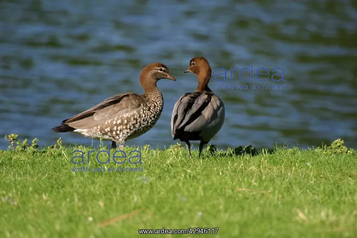 : Australian Wood Ducks : Australian Wood Ducks