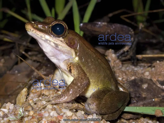 : Australian Wood Frog : Australian Wood Frog