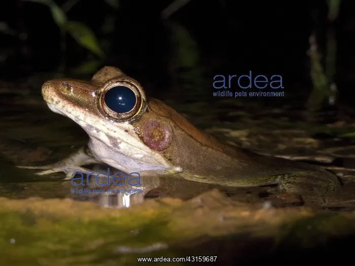 : Australian Wood Frog : Australian Wood Frog