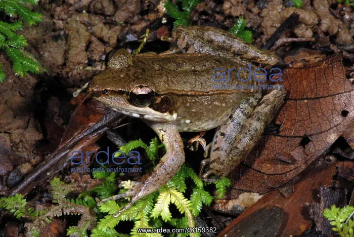 : Australian Woodfrog : Australian Woodfrog