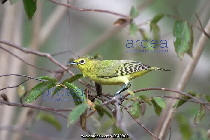  : Australian Yellow White-eye