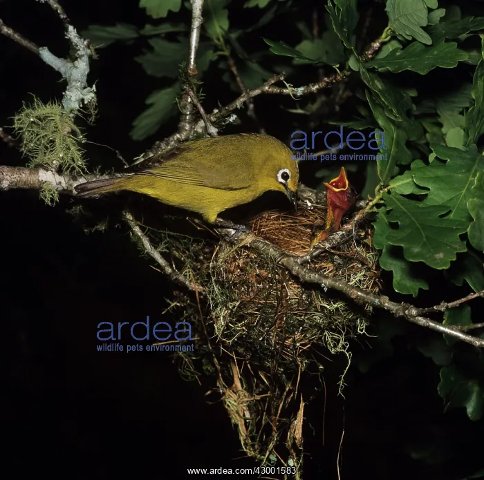 : Australian Yellow White-eye : Australian Yellow White-eye
