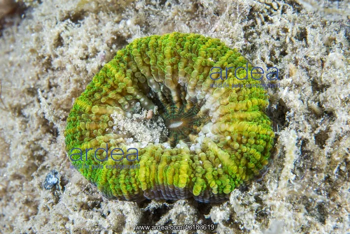 : Australis Doughnut Coral (Homophyllia australis) : Australis Doughnut Coral (Homophyllia australis)