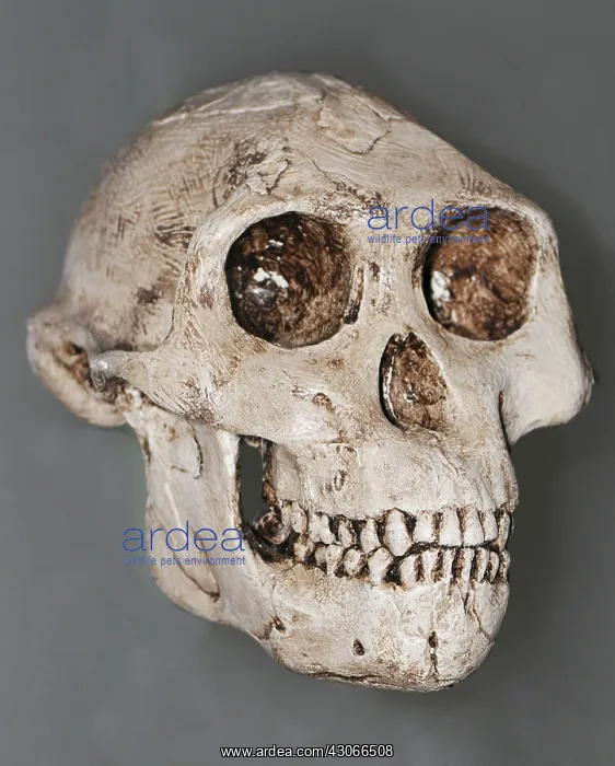 : Australopithecus afarensis : Australopithecus afarensis