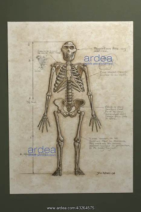 : Australopithecus afarensis skeleton. Height: 3 1 / 2 : Australopithecus afarensis skeleton. Height: 3 1 / 2