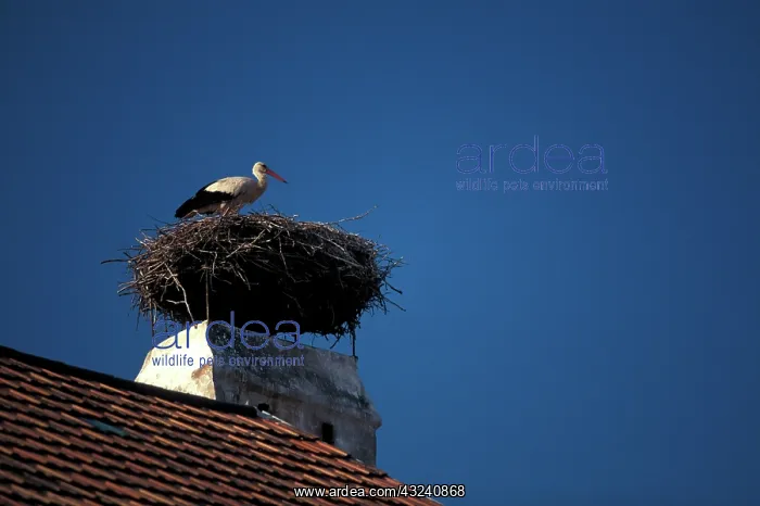 : Austria, Burgenland, Rut, Neusiedler See : Austria, Burgenland, Rut, Neusiedler See
