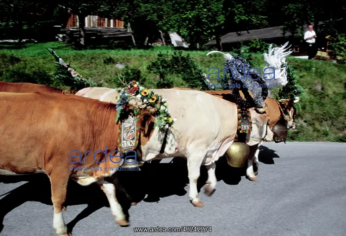 : Austria, Innsbruck. Decorated cows coming : Austria, Innsbruck. Decorated cows coming